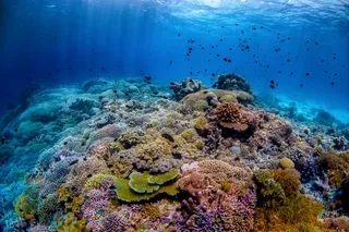 Fantastic Reef