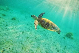 Turtle Spot