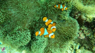 Twin Reef