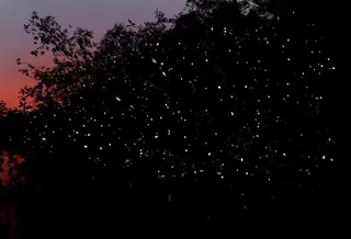 Fireflies lighting up the mangroves