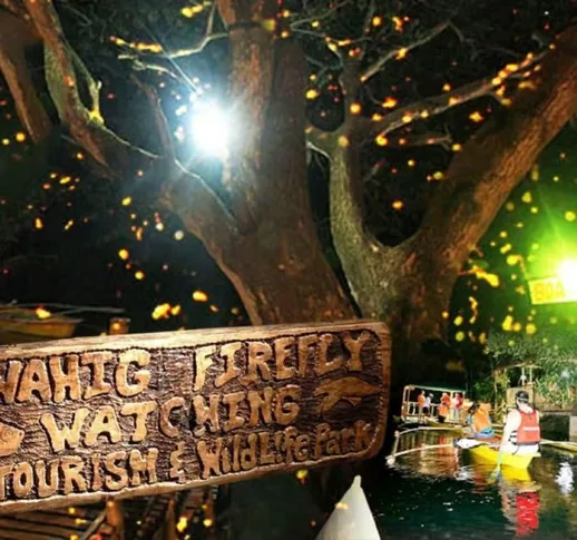 Firefly watching tour at dusk