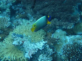 Pambato Reef snorkeling