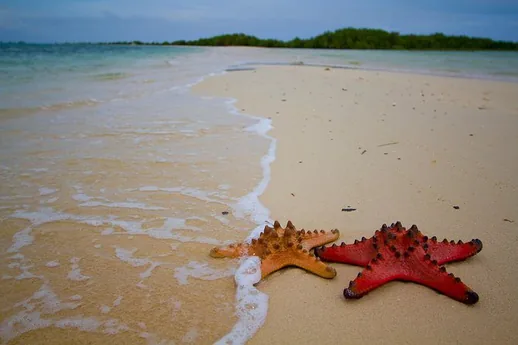 Starfish Island, Honda Bay