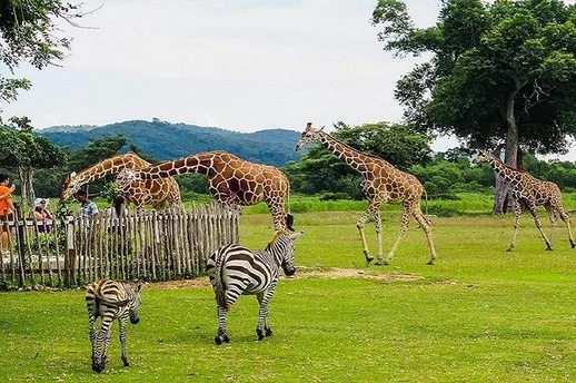 Calauit Island safari, Coron