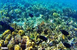 Coral Garden