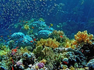 Reef Garden