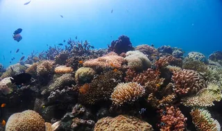 Coral Garden