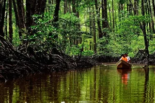 Mangrove river approach to Sabang